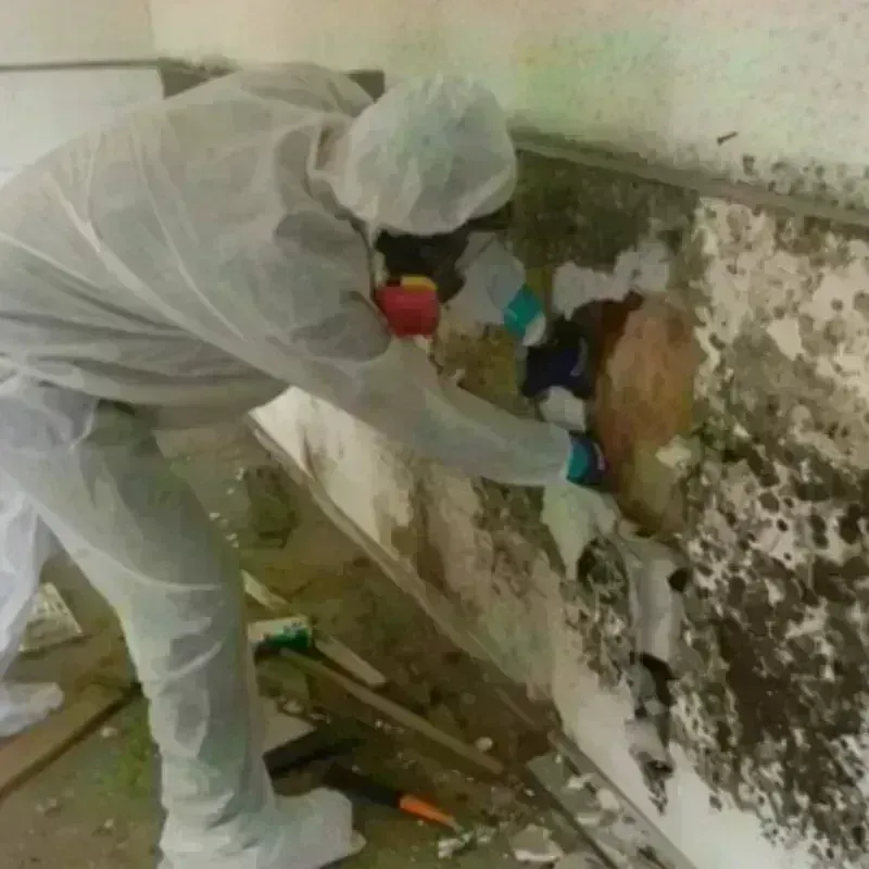 Mold Remediation and Removal in Saugerties, NY